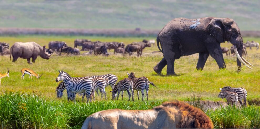 africa
